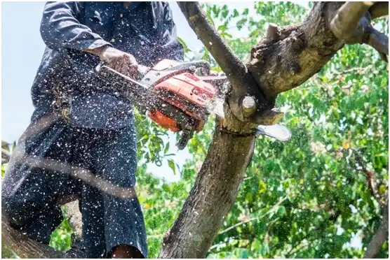 tree services Blair